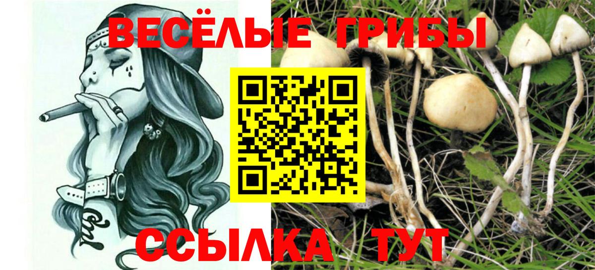 Галлюциногенные грибы Psilocybine cubensis Новотроицк